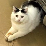 Kater Rico liegt auf Boden mit Schnur