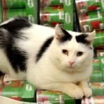 Kater Rico liegt im Katzenfutter