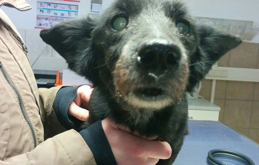 Hundesenior Benni auf dem Schoß