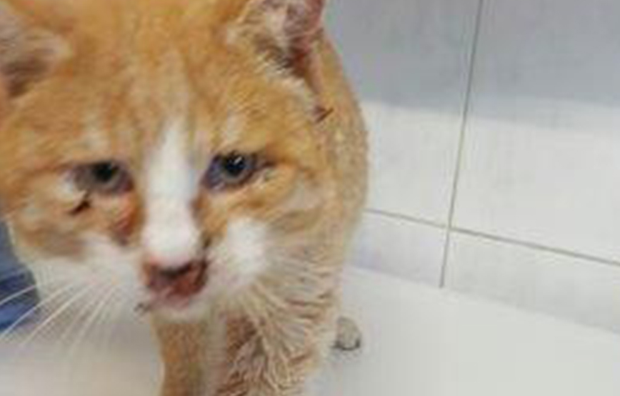 fundkater rot weiss verletzt tierheim wollaberg