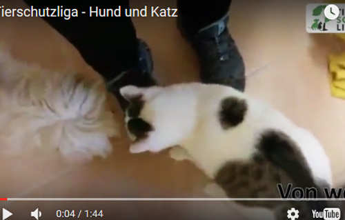 beitragsbild bolonka hund katze freunde video