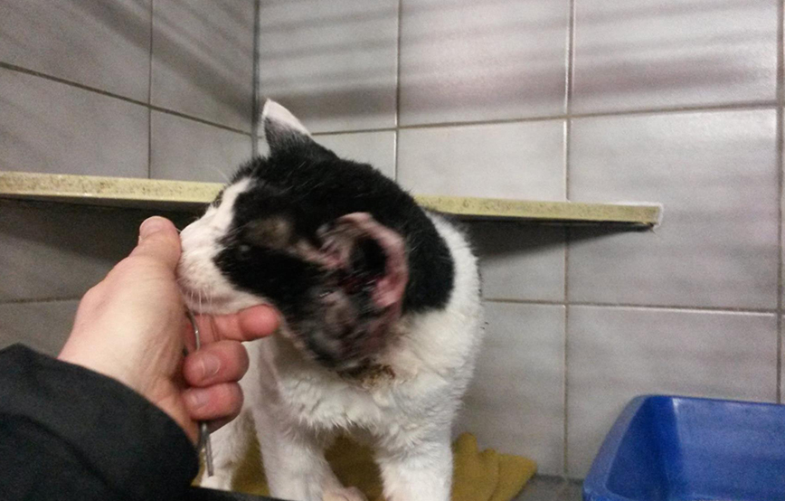 beitragsbild kater rudi beule verletzt streicheln tierschutzliga dorf