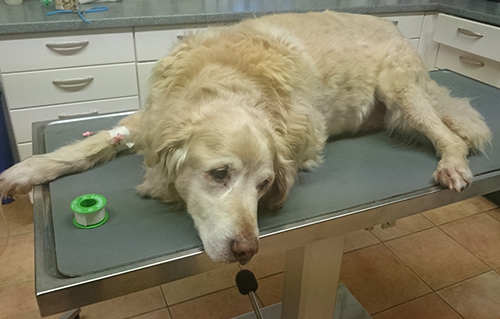 beitragsbild samy hund golden retriever alt schlaganfall behandlungstisch wardenburg