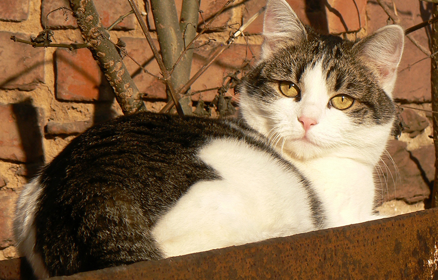 Beitragsbild-Katze Ida liegt in der Sonne