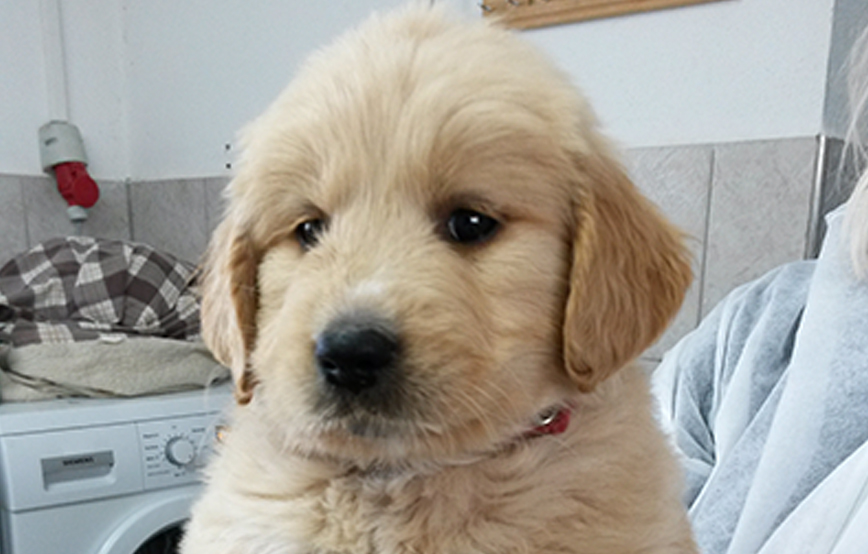 Beitragsbild Welpe auf Arm in Waschküche Hundewelpenimpfung