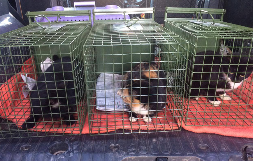 beitragsbild_katzenfangaktion