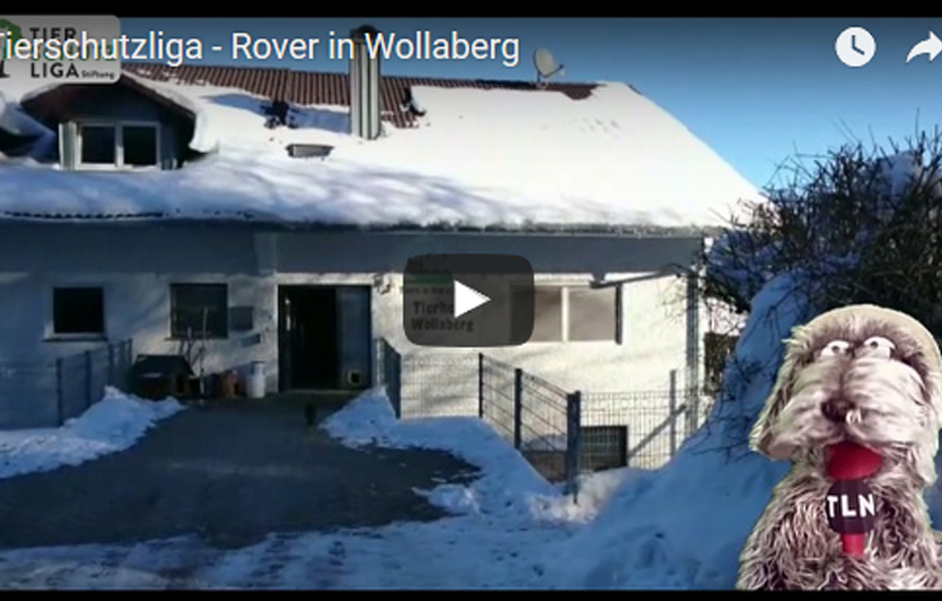 beitragsbild_roverinwollaberg