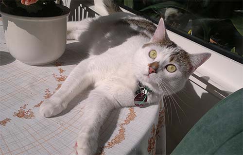 beitragsbild sylvanas kater lesergeschichte