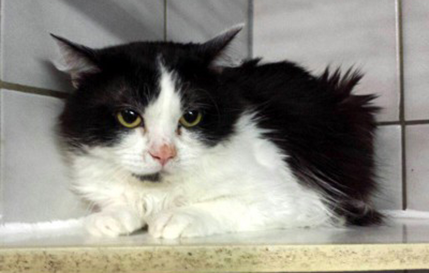 schwarz weisse katze sitzt auf brett vor fliesen