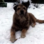 Brauner Hund Zotto liegt im Schnee