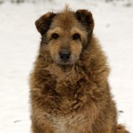 Brauner Hund Zotto schnee winter