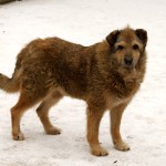 Brauner Hund Zotto steht im Schnee