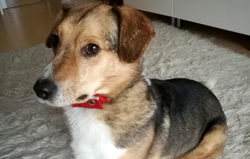 Hund Lolek mit rotem halsband sitzt auf teppich