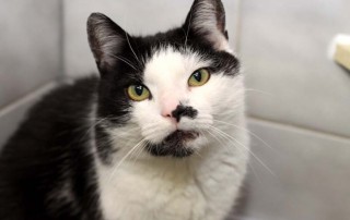 Katze Bryan sitzt notfall