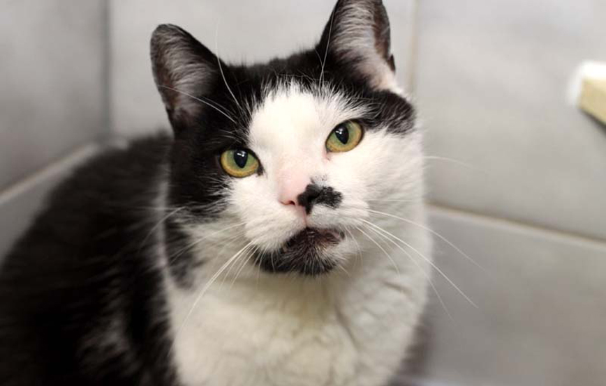 Katze Bryan sitzt notfall