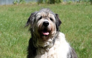 Patentier Annouschka sitzt auf Wiese