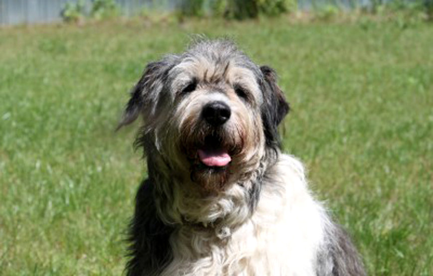 Patentier Annouschka sitzt auf Wiese