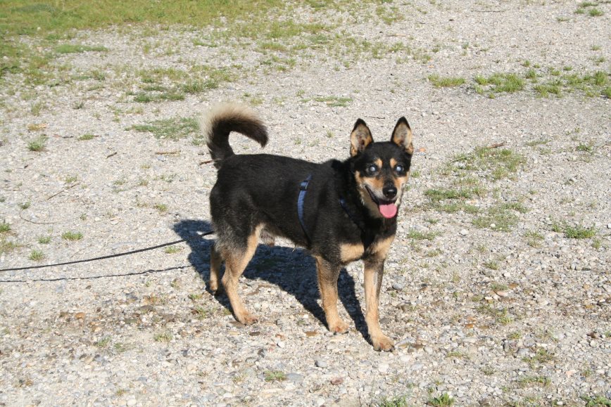 Patentier Elliot beim spazieren am See