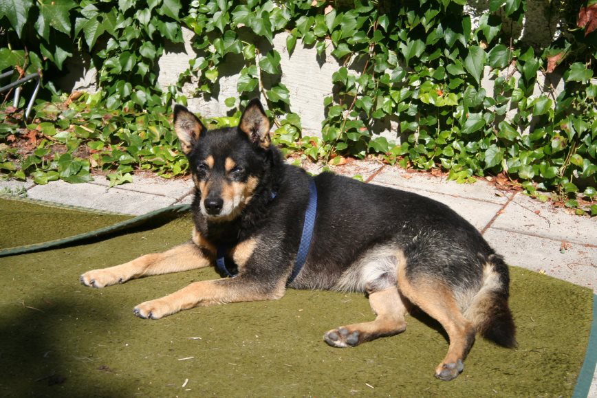 Patentier Elliot entspannt in der Sonne