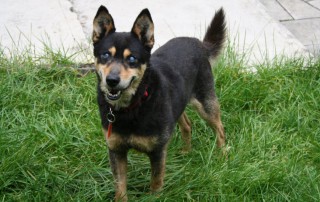 Patentier Elliot im Garten