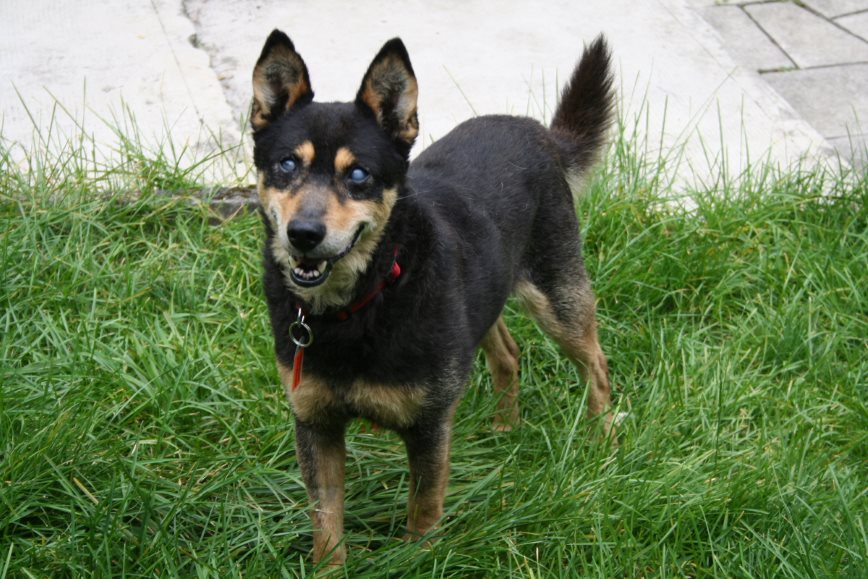 Patentier Elliot im Garten