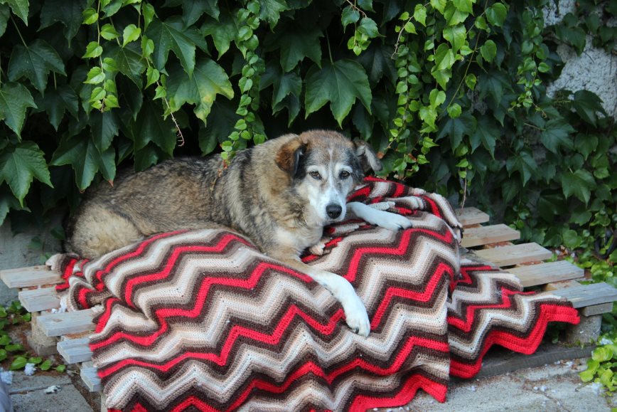 Patentier Kira liebt es im Garten zu entspannen