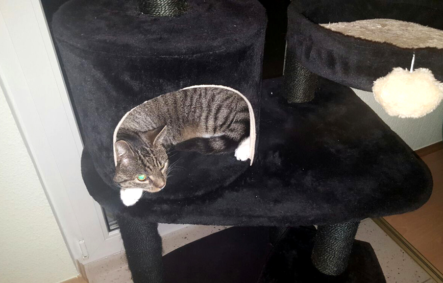 Unfall kater spooky liegt auf kratzbaum