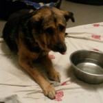 auslandshunde ankunft einzel decke