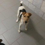 auslandshunde ankunft einzel fliesen