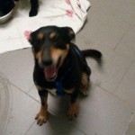 auslandshunde ankunft einzel fliesen sitzt