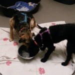 auslandshunde ankunft einzel fressen