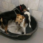 auslandshunde ankunft einzel korb spielen