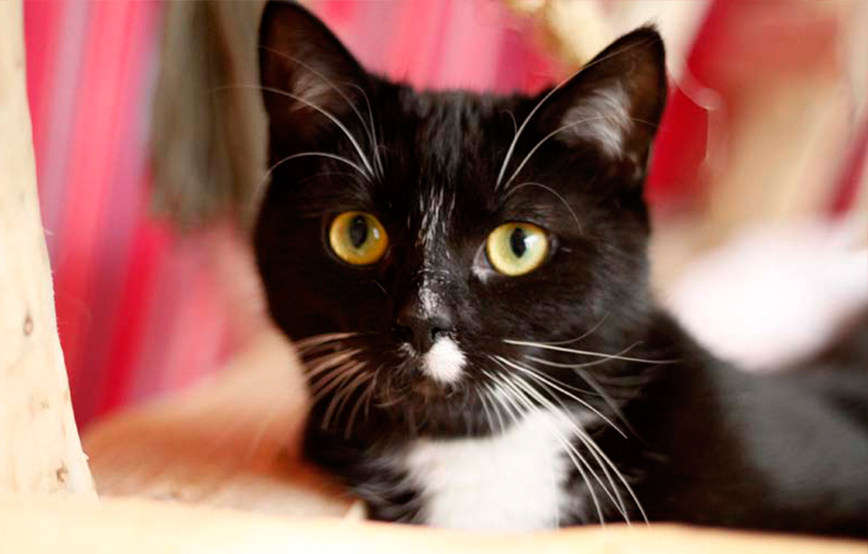 beitragsbild dori katze misshandelt tierschutzliga dorf 201703 (2)