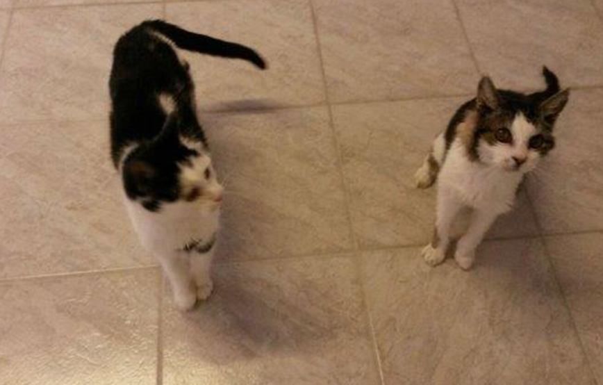 beitragsbild heimat katzen linda arno alt wollaberg