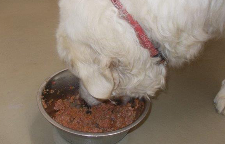 beitragsbild hund fressnapf futtermythen DSCN2010