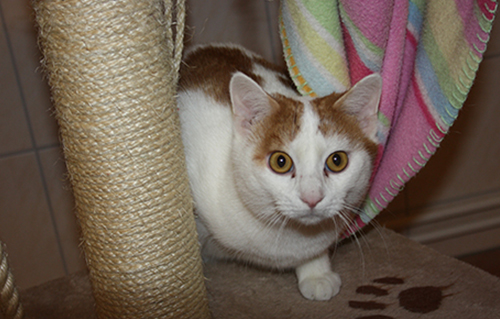 beitragsbild katze romeo kratztonne wunsch ostern 004695-01