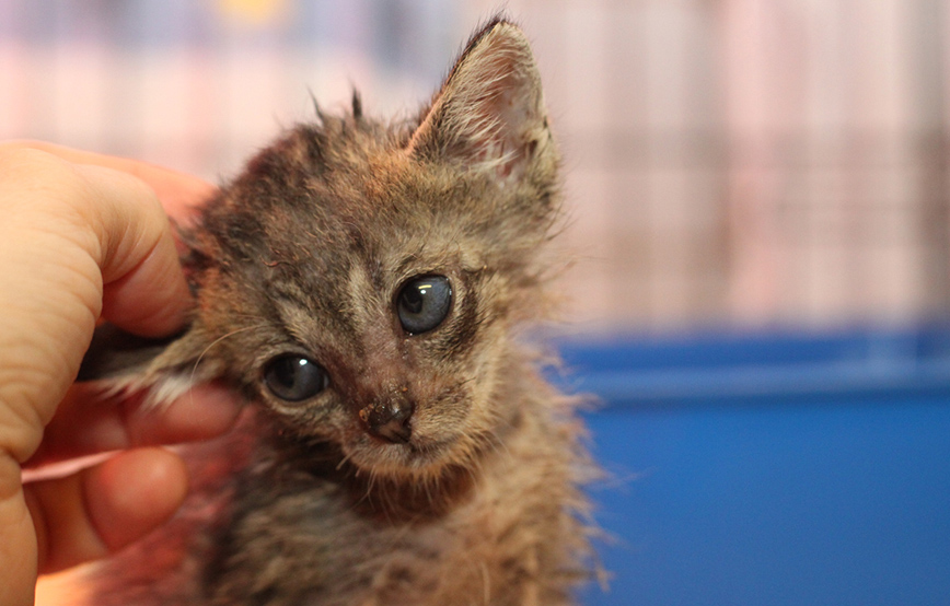 beitragsbild katzenkastration kranke katze