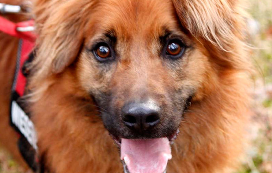 beitragsbild knut hund leine regeln portrait Tierschutzliga dorf
