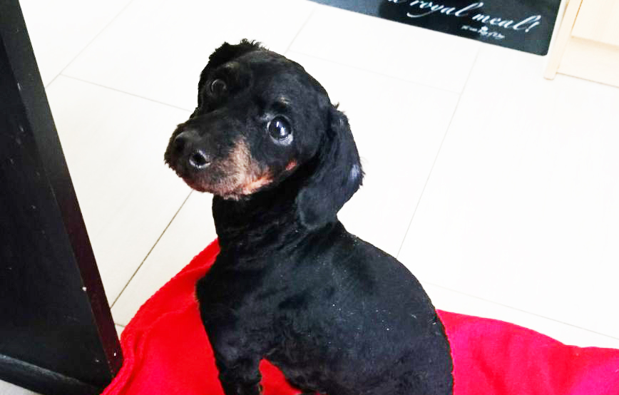 beitragsbild lila hund tagebuch tag1 wollaberg