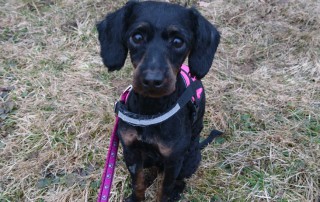 beitragsbild lila hund tagebuch tag2 wollaberg