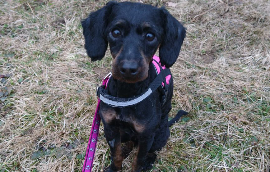 beitragsbild lila hund tagebuch tag2 wollaberg