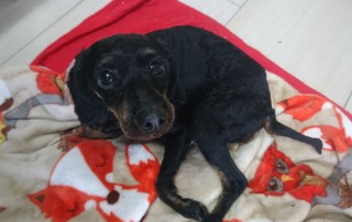 beitragsbild lila hund tagebuch tag3 wollaberg