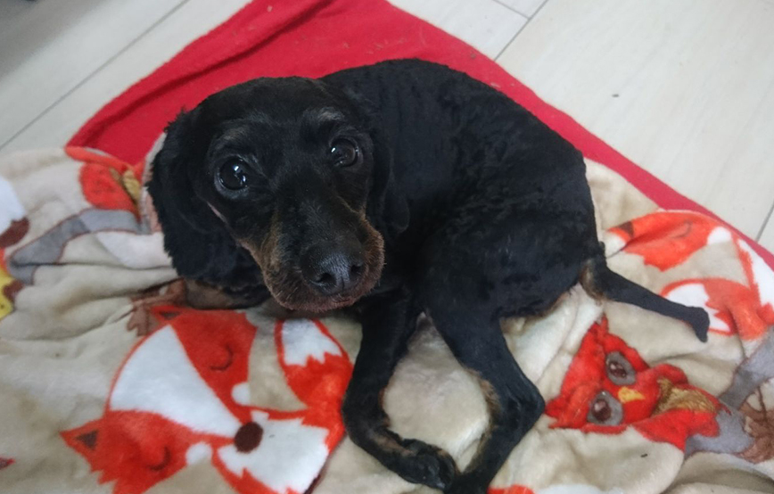 beitragsbild lila hund tagebuch tag3 wollaberg