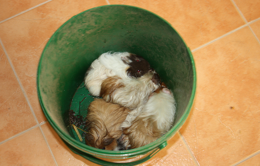 beitragsbild meerschweinchen entsorgt eimer unterheinsdorf IMG_4297