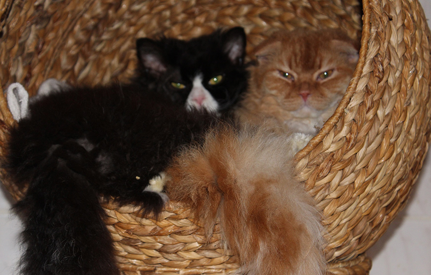 beitragsbild mr. scrootch loki katze selkirk rex freunde tierschutzliga