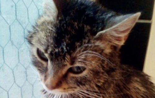 beitragsbild gerettet notfellchen gerettet