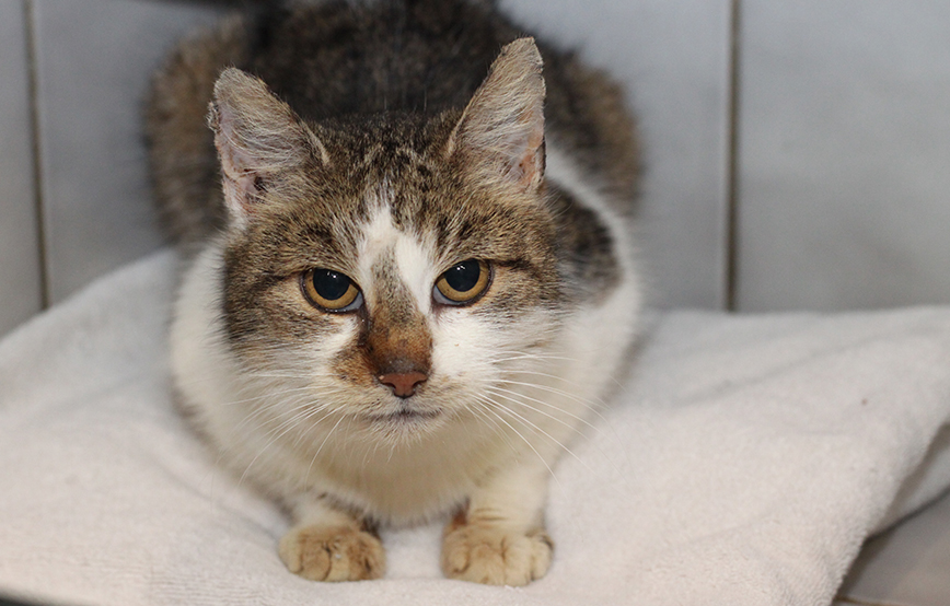 beitragsbild omi katze autounfall tierschutzliga dorf schaut IMG_0082