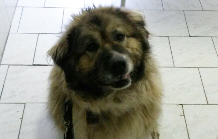 beitragsbild ursel hund kaukase haare tierschutzliga WhatsApp Image 2017-03-21 at 19.55.05