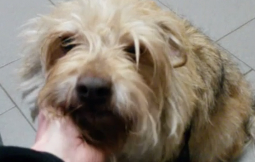 beitragsbildg auslandshunde polen tierschutzliga dorf