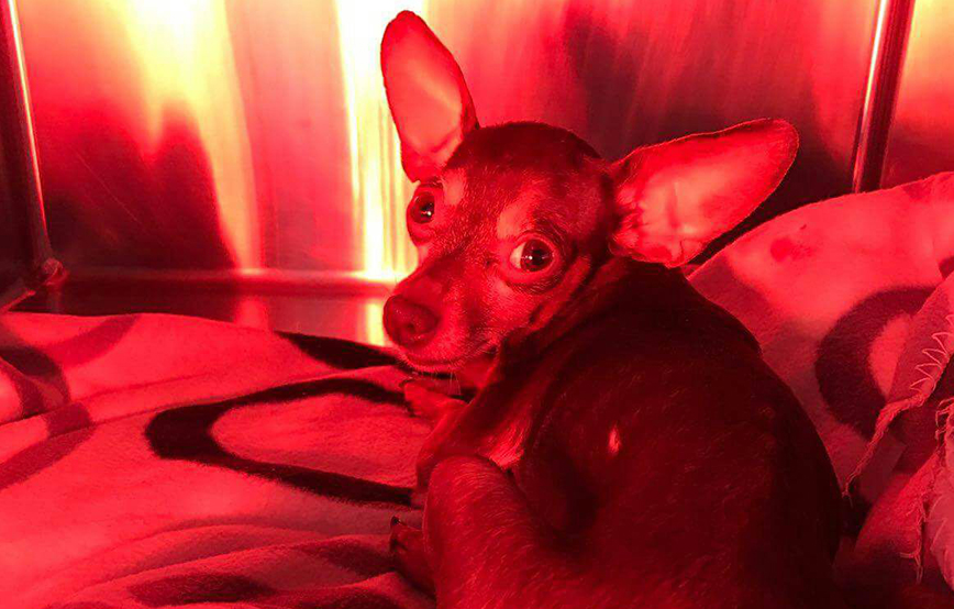 beitragsbildg pinscher notfall krank klinik unterheinsdorf